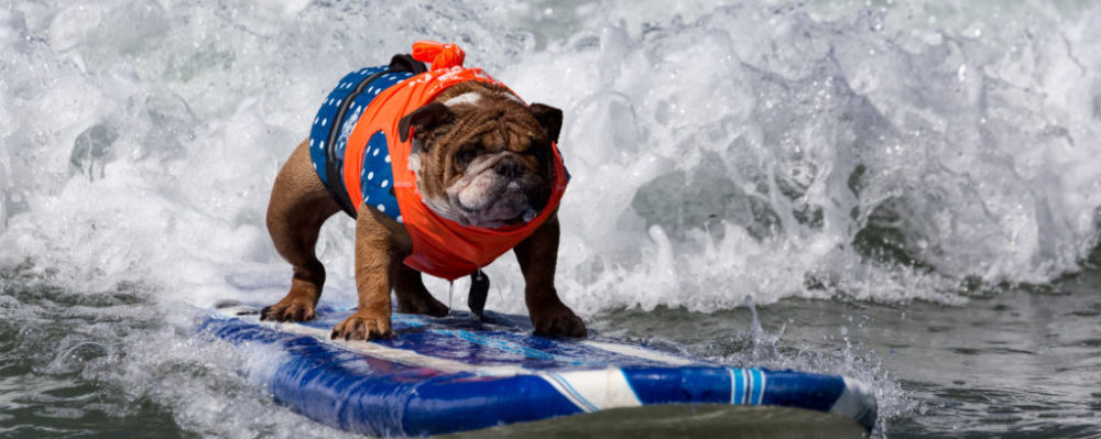 Image result for pics of dog surfing