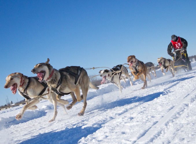 International Lanaudiere Dog Sledding Race, Quebec, Canada © Mircea Costina | Dreamstime