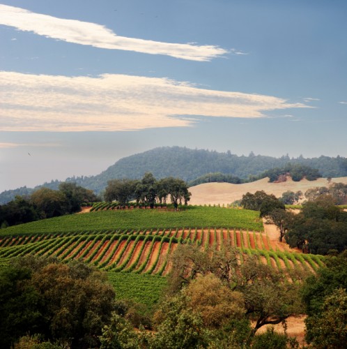 Napa Valley © Barsick | iStock