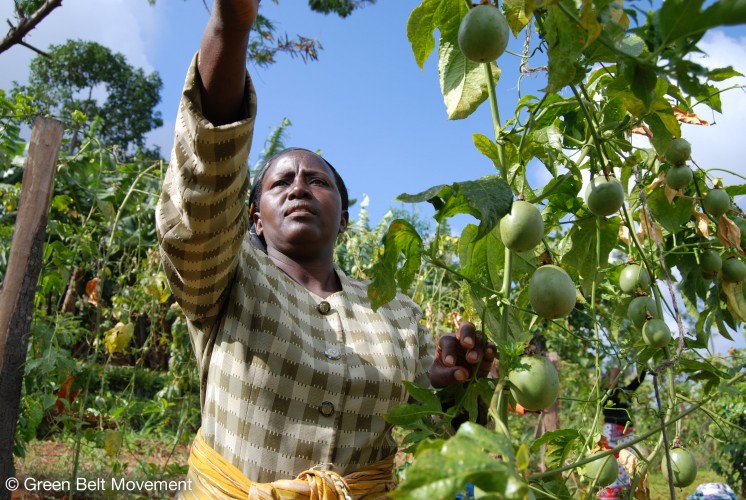 Tree Picking © Green Belt Movement