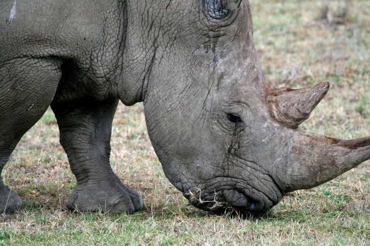 Black rhinoceros of Ngorongoro Crater, Tanzania © Moizhusein | Dreamstime