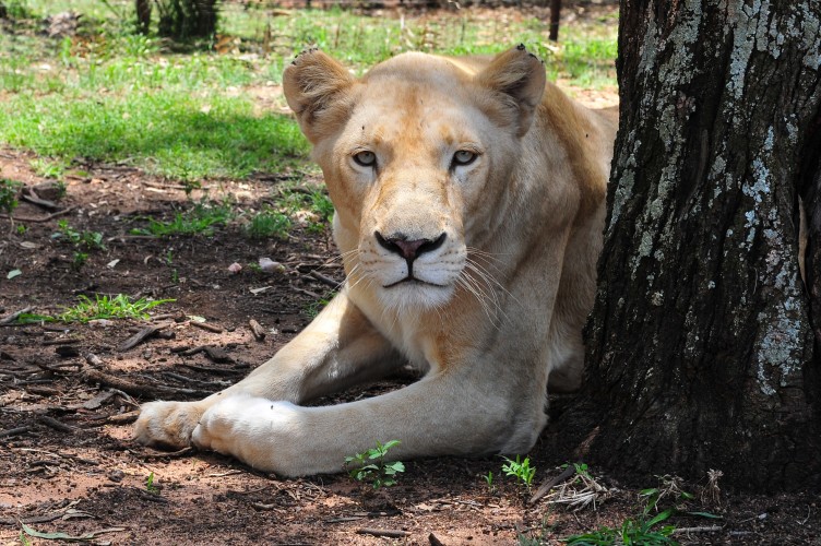 A rare white lioness of Lion Park © Demerzel21 | Dreamstime