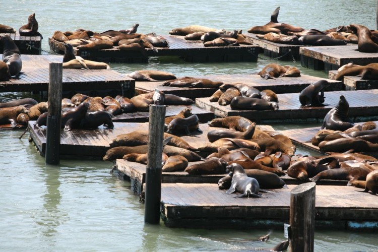 Sea Lions, Fisherman's Wharf, San Francisco © Sguazzini | Dreamstime