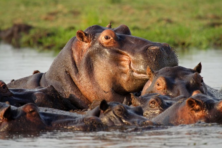 Hippos on the Chobe River, Caprivi Strip, Namibia © Mogens Trolle | Dreamstime