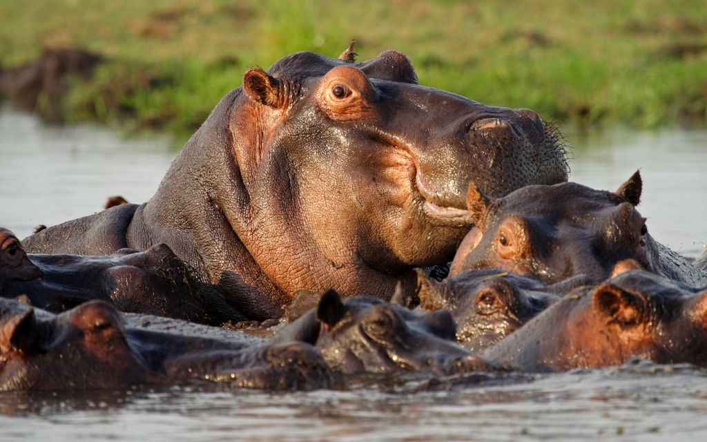 Hippos on the Chobe River, Caprivi Strip, Namibia © Mogens Trolle | Dreamstime