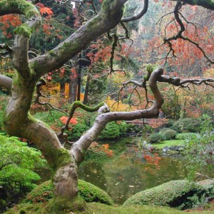 A Japanese Maple Overlooking a Pond in Portland's Japanese Gardens © Daver0316 | Dreamstime 4049935