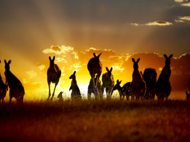 Kangaroos on an Australian Outback Sunset © Yahya Idiz | Dreamstime 22109860