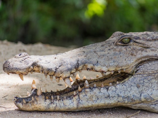 Paga Crocodile Pond, Ghana © Pinagome | Dreamstime 46029823