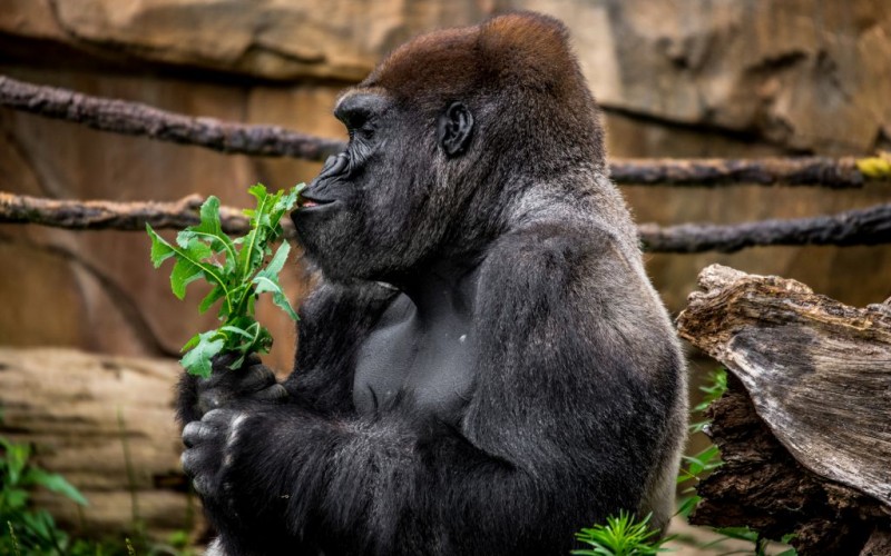 A Rwanda Gorilla © Randy Mckown | Dreamstime 46335161