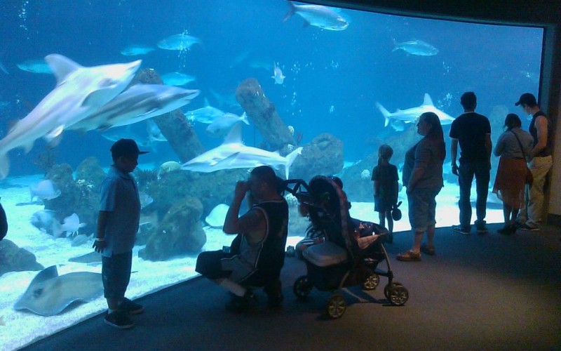 ABQ BioPark Aquarium, Albuquerque, New Mexico © Christopher Cornelius | Flickr
