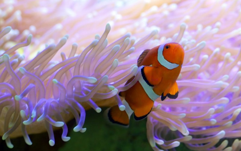 Clown fish of the Great Barrier Reef © Tanya Puntti | Dreamstime