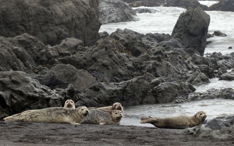 Harbor Seals on Northern California's Lost Coast © Daniel Schreiber | Dreamstime 28428634