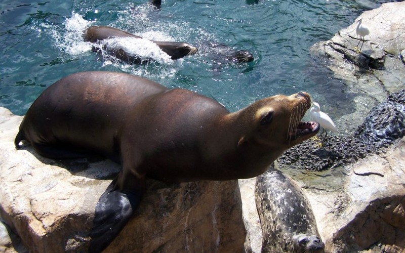 Sea Lions at Sea World, Orlando, Florida © Ralph Nessler | Dreamstime 2571290