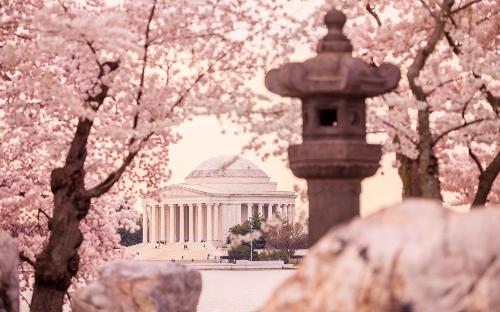 The Jefferson Memorial during the Cherry Blossom Festival in Washington, D.C. © F11photo | Dreamstime 40640118