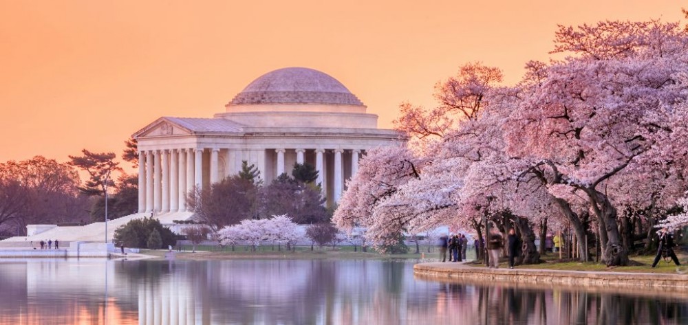 The Washington Memorial during the Cherry Blossom Festival of Washington, DC © F11photo | Dreamstime