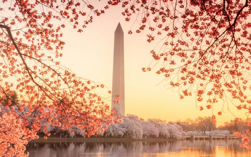 The Washington Memorial during the Cherry Blossom Festival of Washington, DC © F11photo | Dreamstime 40653365