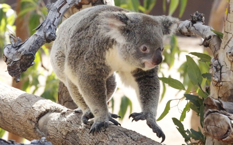 An Australian Koala at the San Diego Zoo in California © Zhukovsky | Dreamstime 45354328
