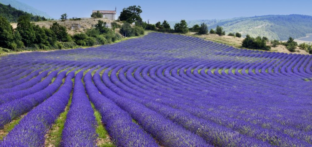 Lavender Fields of Provence, France © Tramontana | Dreamstime 29413947