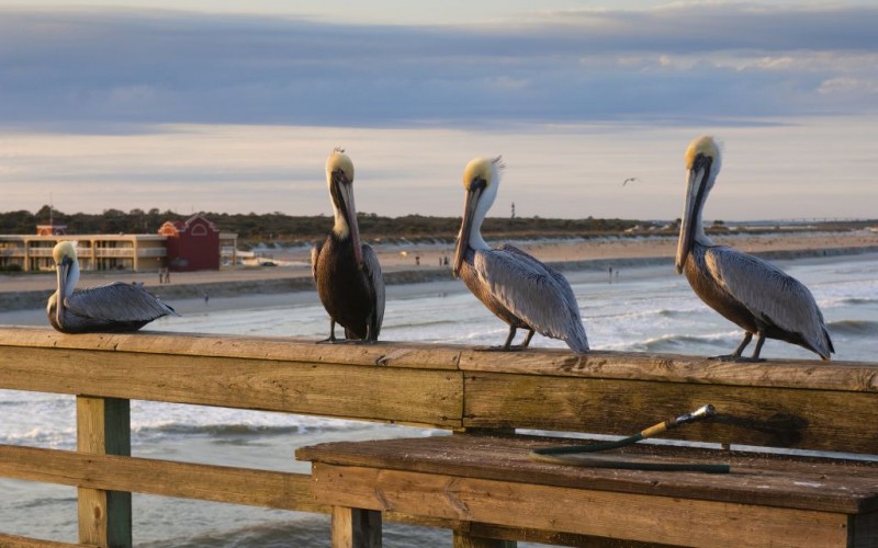 Pelicans on the St. Augustine Beach Pier in Florida © Francocogoli | Dreamstime 12320924