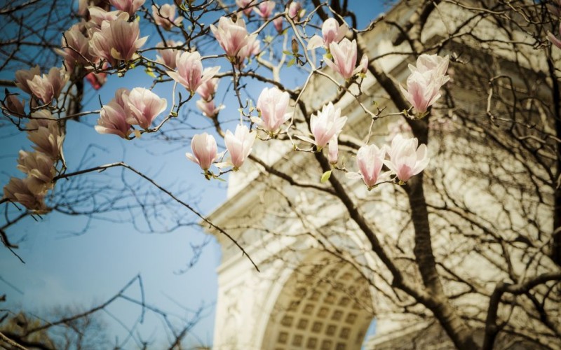 Spring Tuilips in Washington Square Park, New York City © Robert Crum | Dreamstime 34173023