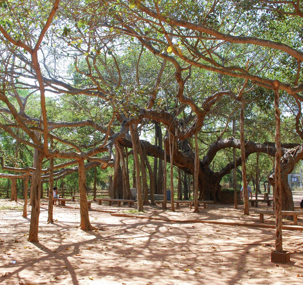 The Matrimandir Banyan Tree of Auroville in Tamil Nadu, India © Ylutzky | Dreamstime 46632260 crop