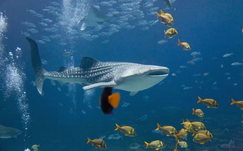 Whale Shark © Alexey Stiop | Dreamstime