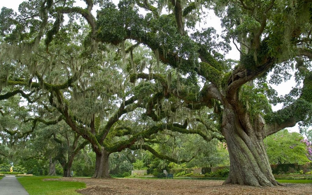 Brookgreen Gardens, Myrtle Beach, South Carolina © Andrew Kazmierski | Dreamstime 6455328