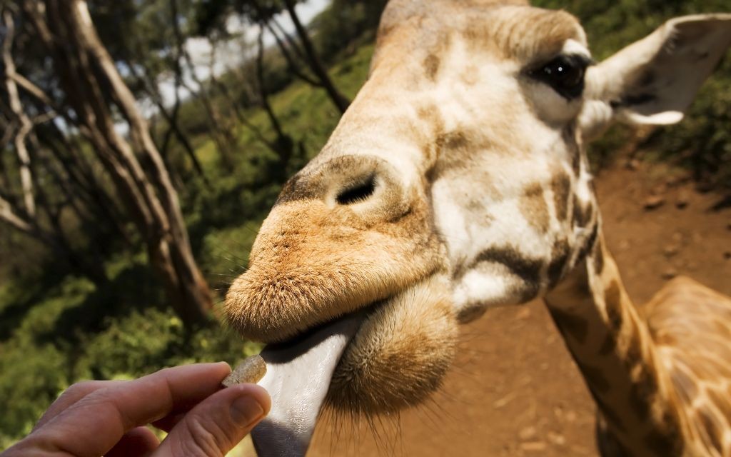 Giraffe Manor, Nairobi, Kenya © Jason Drewsen | Dreamstime 2913633