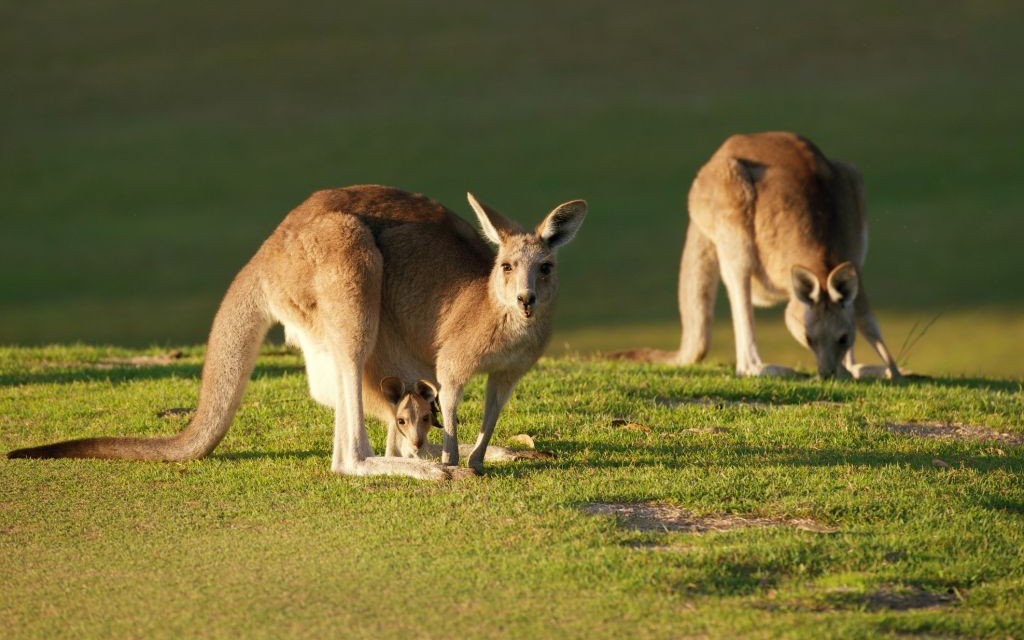 A kangaroo and her joey © Rozenn Leard | Dreamstime 56252353