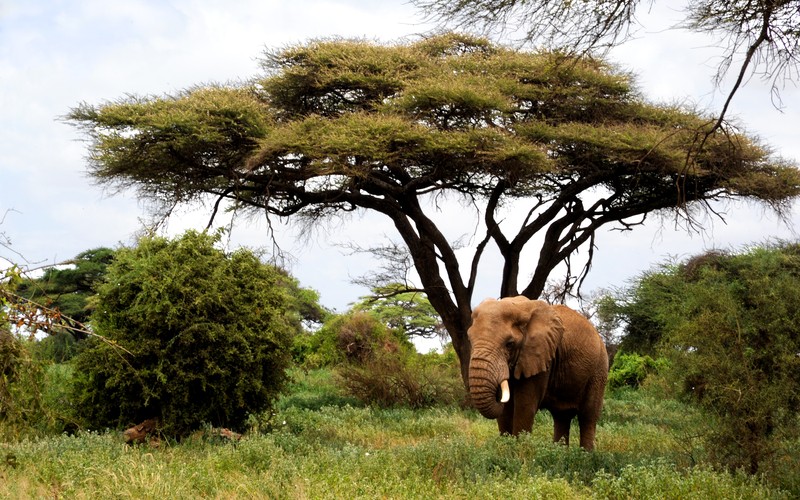 African Elephants, Masai Mara, Kenya © Jirisykora83 | Dreamstime