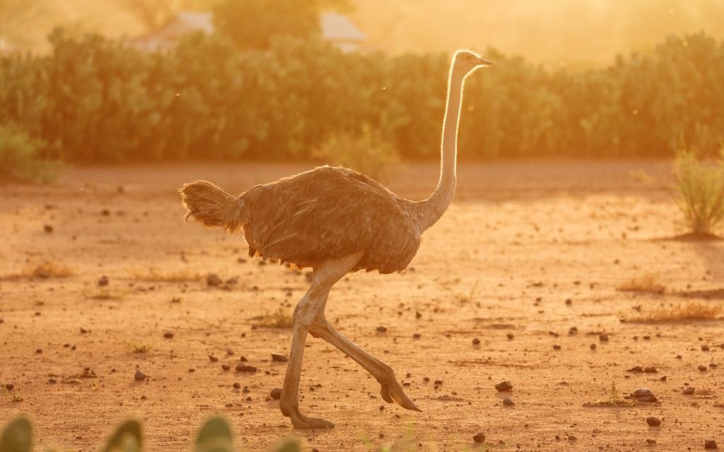 An ostrich of Amboseli Park, Kenya © Ivan Mateev | Dreamstime 48825306