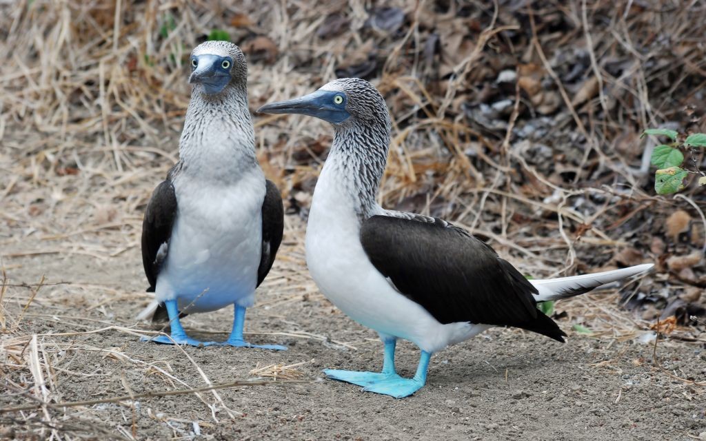 Blue Footed Boobies, Isla de la Plata, Ecuador © Ghm Meuffels | Dreamstime 33702225