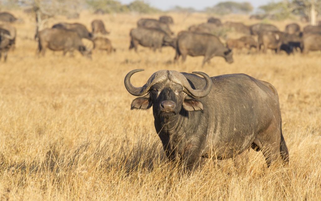 Cape Buffalo, Kruger Park, South Africa © Stu Porter | Dreamstime