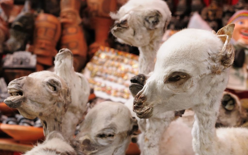 Dried Llama Fetuses at the Witches Market, La Paz, Bolivia © Rafał Cichawa | Dreamstime 24900793