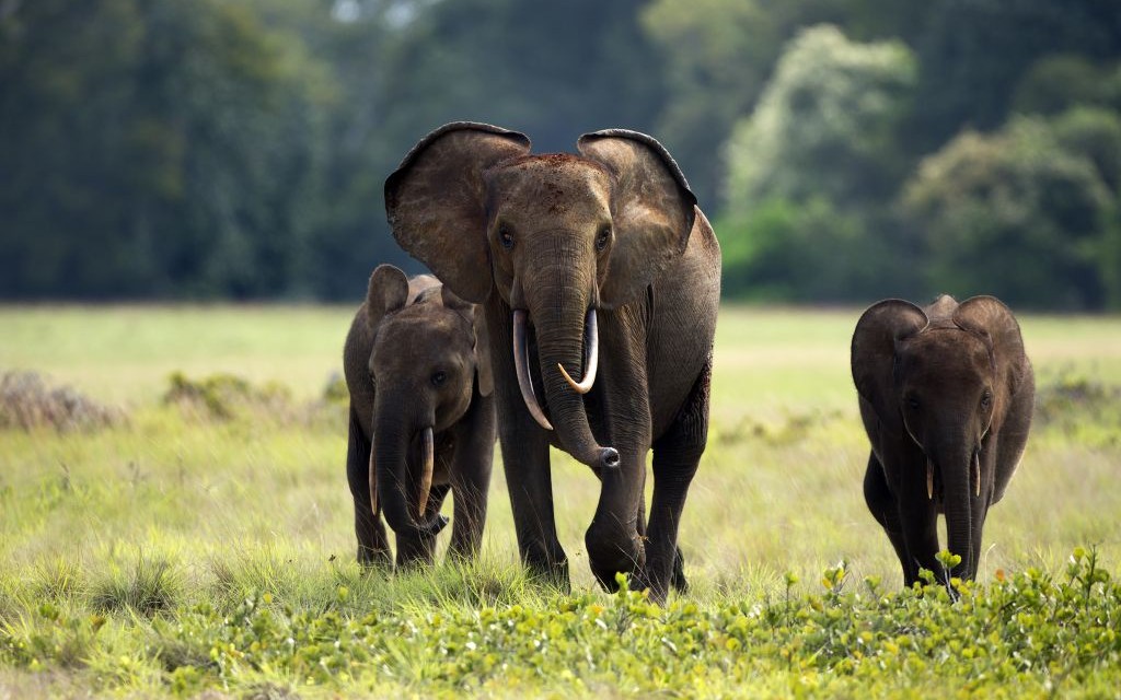 Forest Elephants of Loango National Park, Gabon © Zahorec | Dreamstime