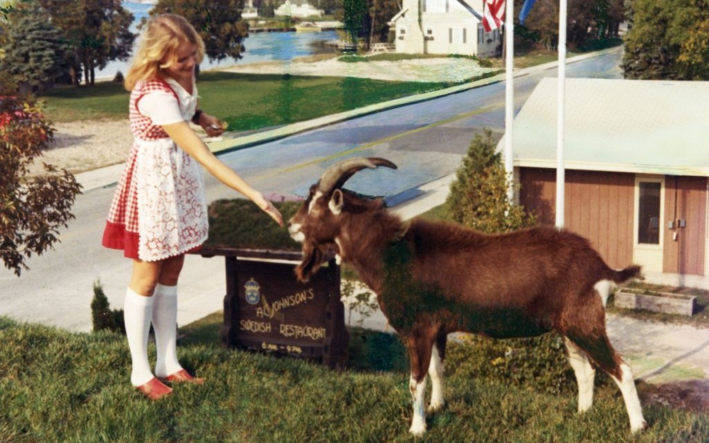 Goats on the Roof, Door County, Wisconsin © Al Johnson's Swedish Restaurant & Butik