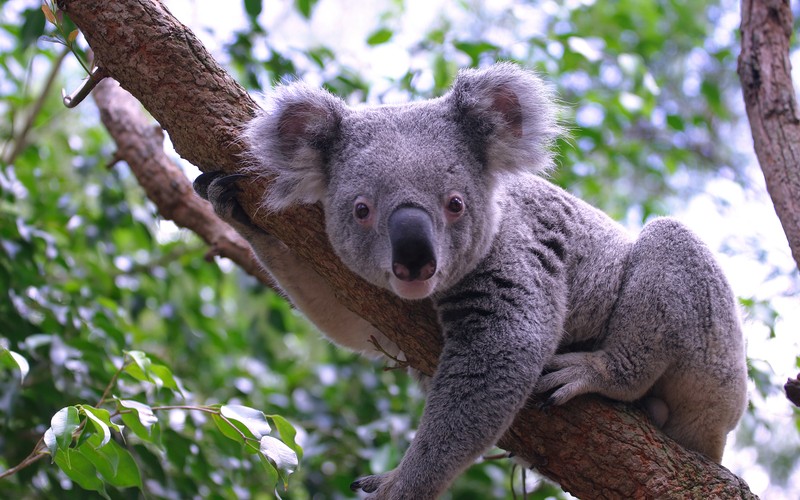 Koala © Renate Micallef | Dreamstime