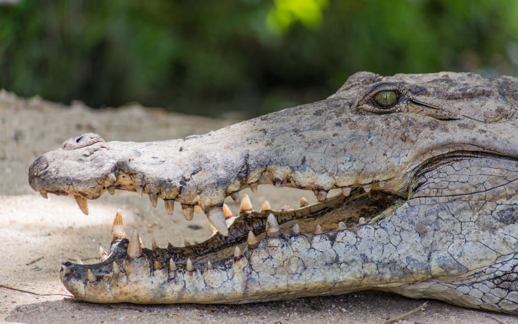 Paga Crocodile Pond, Ghana © Pinagome | Dreamstime 46029823