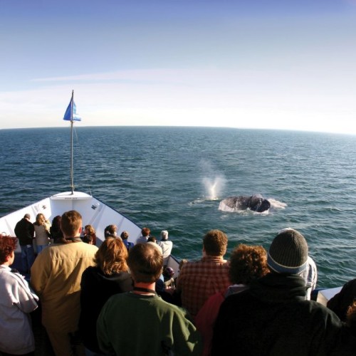 hornblower cruises whale watching