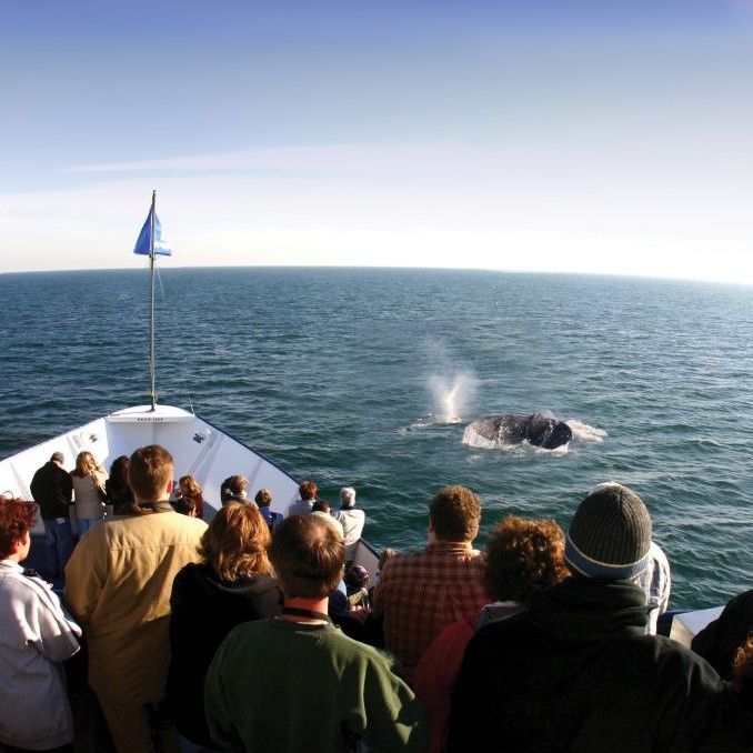 San Diego Whalewatch Cruise-2 © Hornblower Cruises