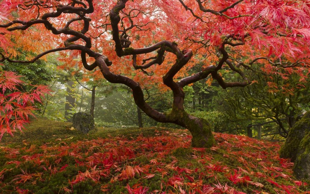 The Japanese Garden, Portland, Oregon © Jason Vandehey | Dreamstime 23730624