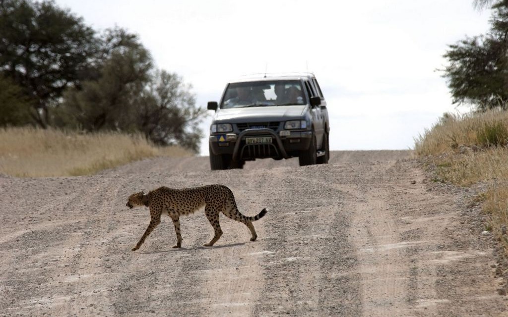 Cheetah, !Xaus Lodge, Kgalagadi Transfrontier Park, South Africa © South African Tourism | Flickr