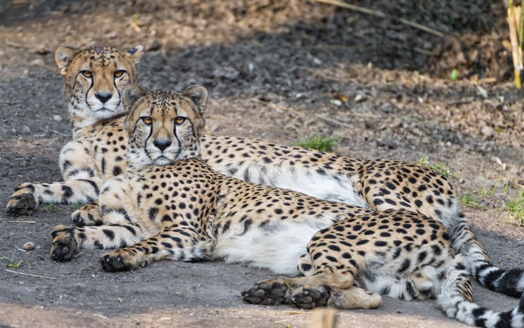 Cheetahs © Tambako The Jaguar | Flickr