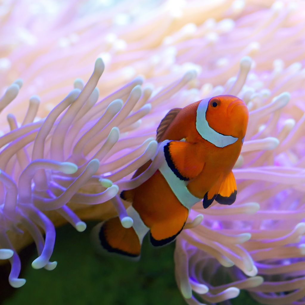 Clown fish of the Great Barrier Reef, Australia © Tanya Puntti | Dreamstime