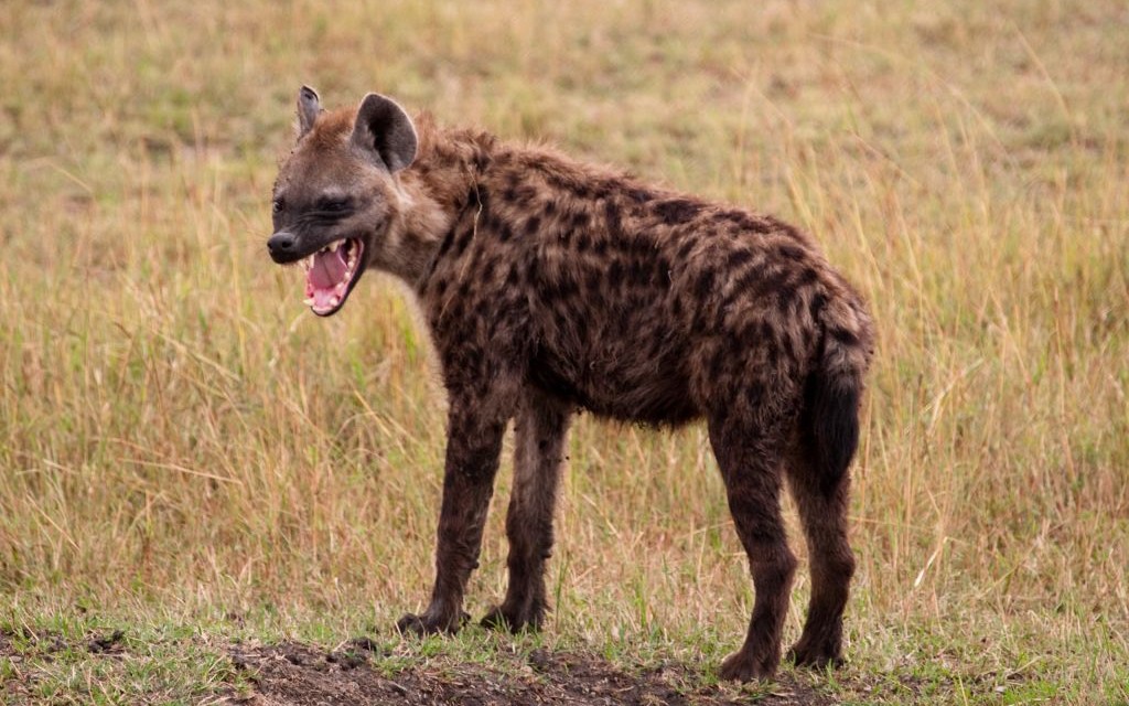 Hyena © Philip Sheldrake | Flickr