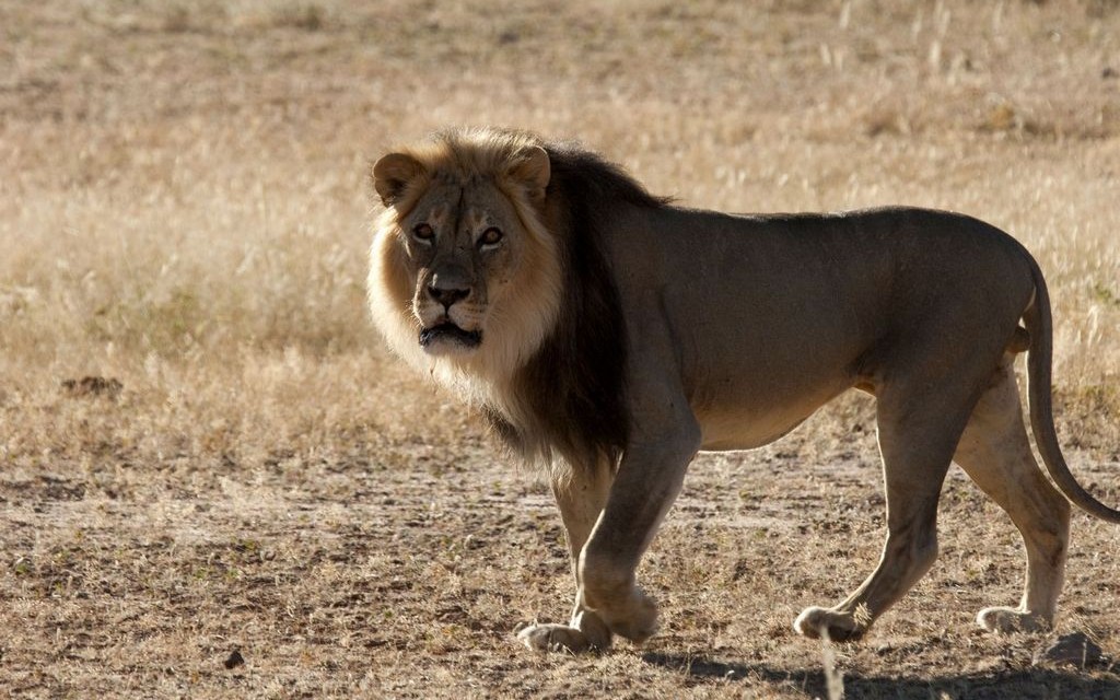 Lion, !Xaus Lodge, Kgalagadi Transfrontier Park, South Africa © South African Tourism | Flickr