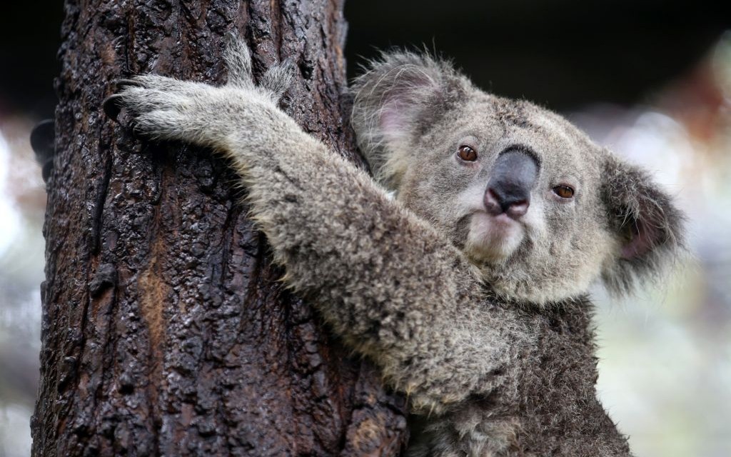 Lone Pine Koala Sanctuary, Brisbane, Australia © Kamonrutm | Dreamstime 5mb
