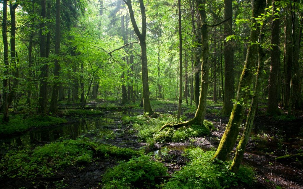 Bialowieza Forest, Poland © Aleksander Bolbot | Dreamstime 19607245