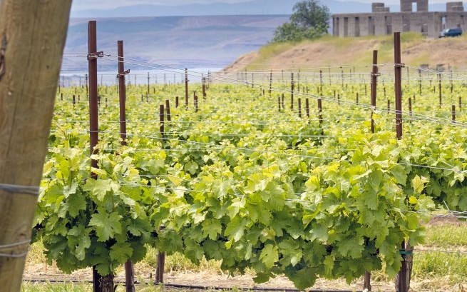 Maryhill Winery, Columbia Gorge © Jpldesigns | Dreamstime 26581266