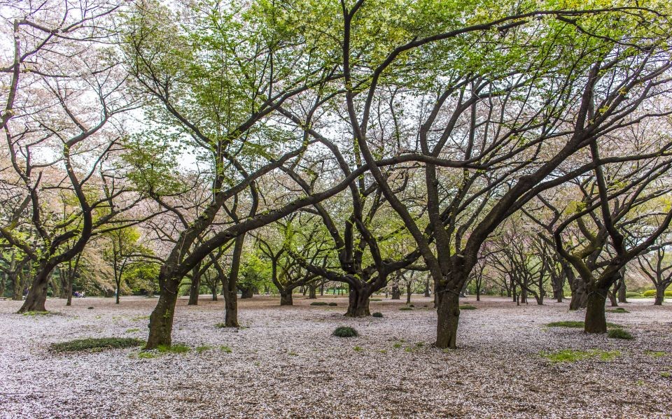 Shinjuku Gyoen, Tokyo, Japan © Dymfilms | Dreamstime 56007620